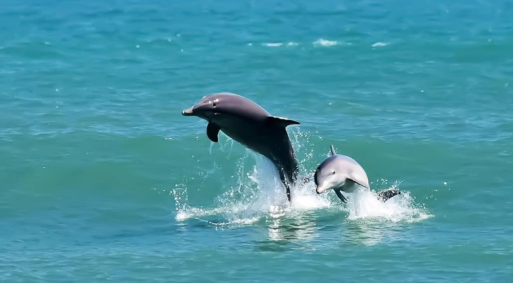 Black Dolphin Inn New Smyrna Beach Cameră foto